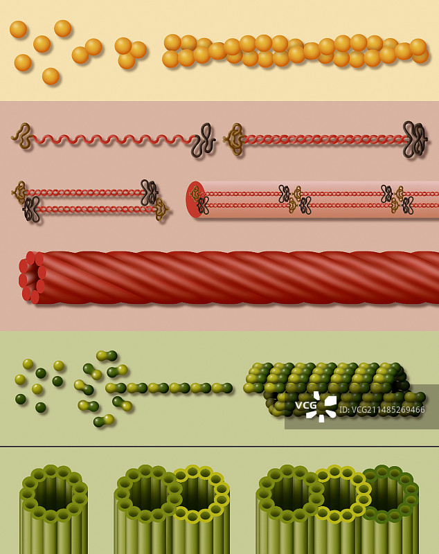 细胞骨架组件艺术图图片素材