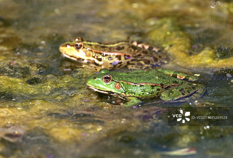 池塘里的沼泽蛙图片素材