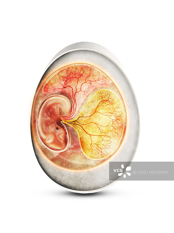 鸟蛋艺术作品图片素材