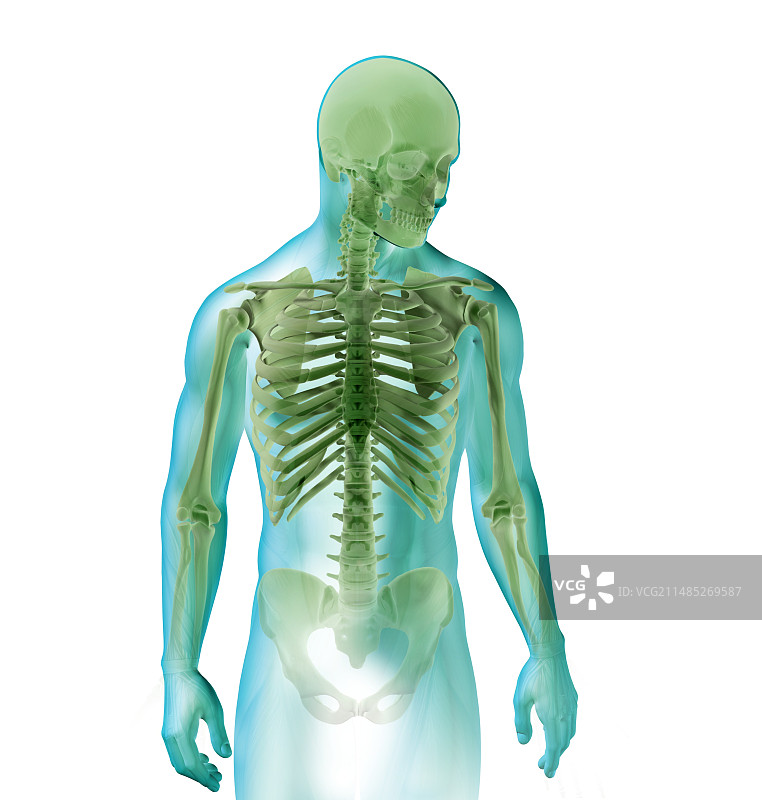 人体骨架、艺术品图片素材
