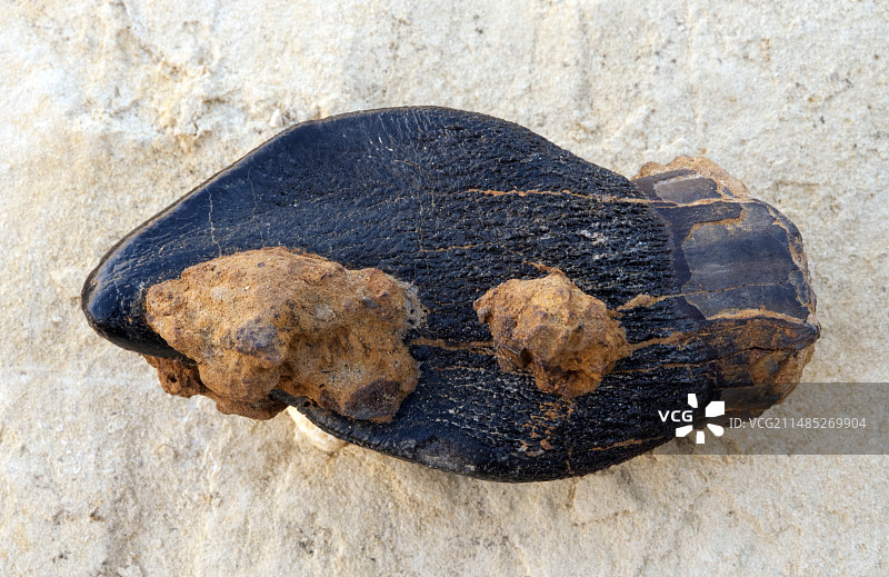 恐龙牙齿化石图片素材