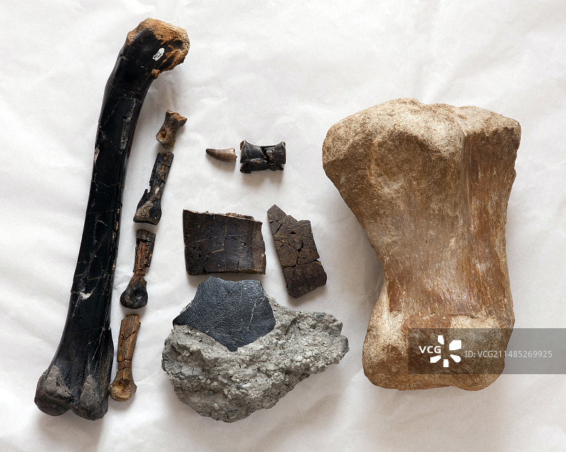 恐龙化石遗骸图片素材