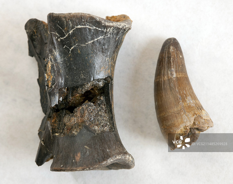 鳄鱼化石遗骸图片素材