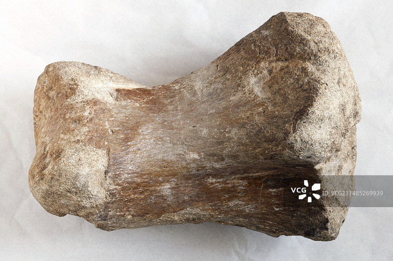 恐龙化石椎骨图片素材