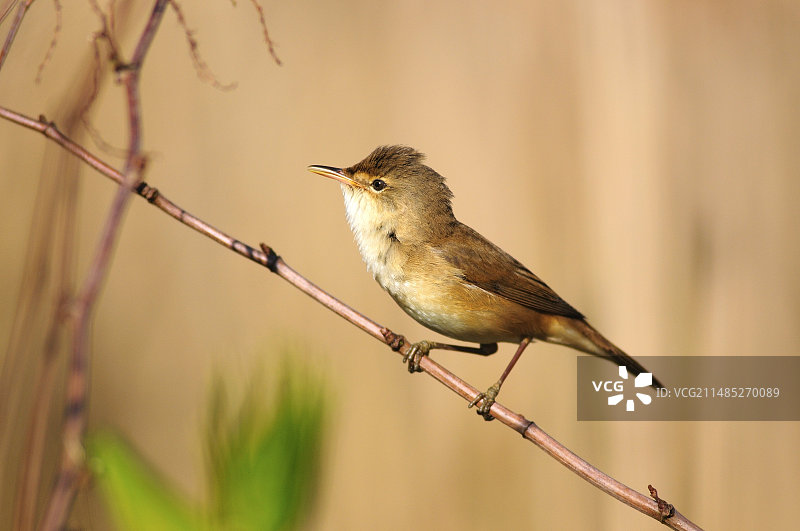 苇莺图片素材