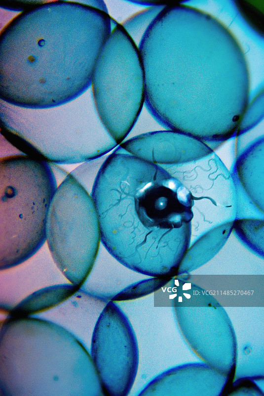 寄生虫和细胞图片素材