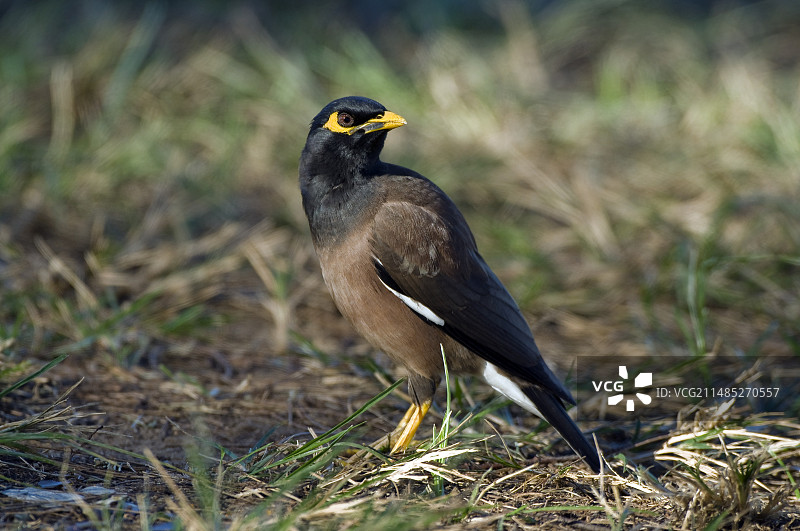 印度八哥图片素材