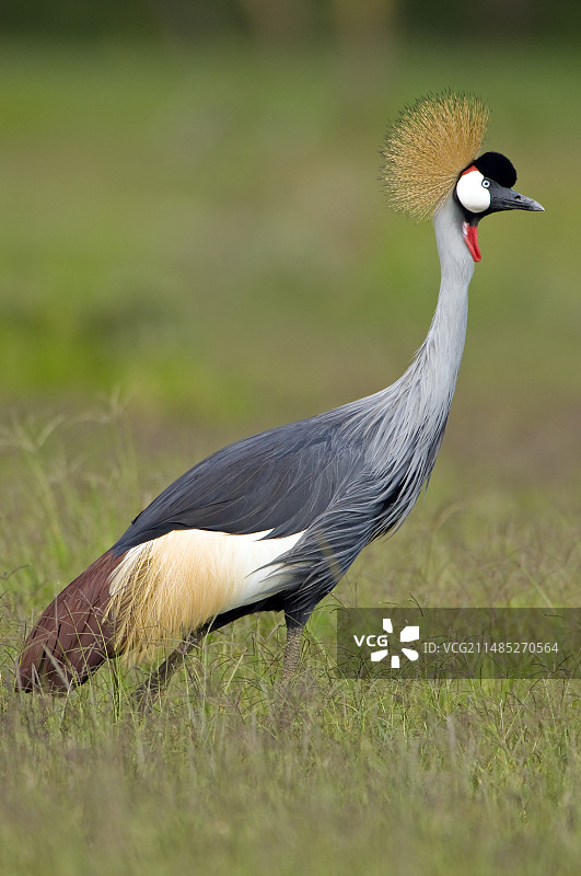 南冕鹤图片素材