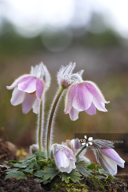 春季白头翁花图片素材