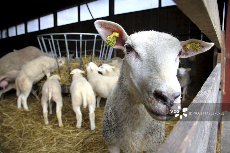 农场里的羊图片素材