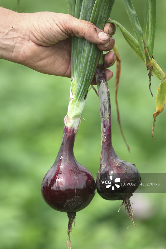 采摘红洋葱图片素材