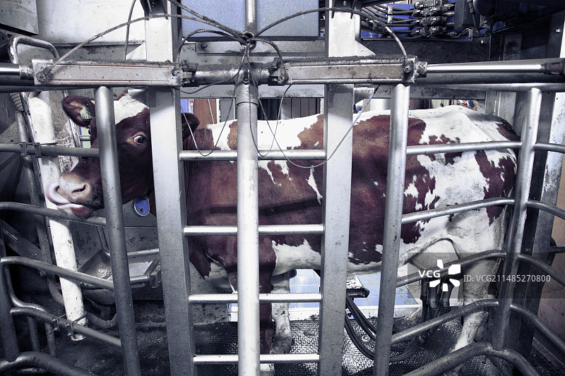 奶牛电脑自动化挤奶图片素材