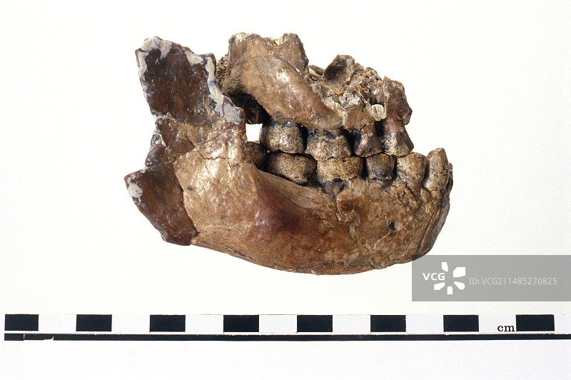能人下颌骨碎片图片素材