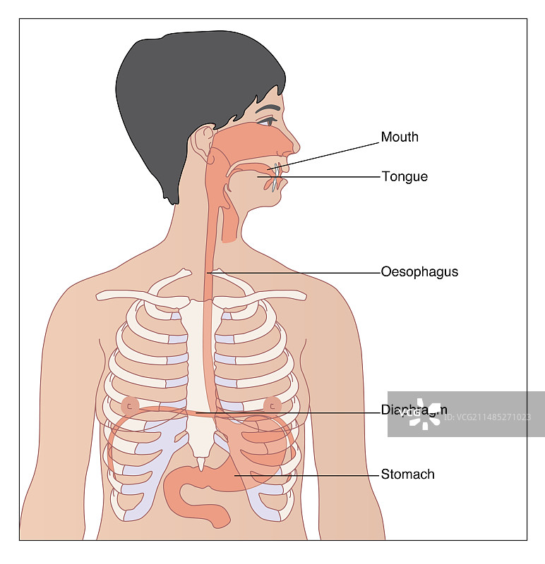 上消化系统结构图图片素材