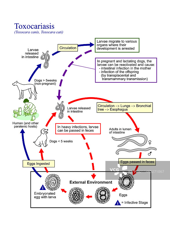 弓蛔虫寄生虫生命周期图片素材