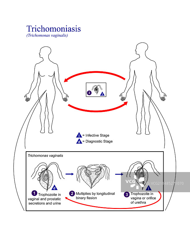 阴道毛滴虫寄生虫生命周期图片素材