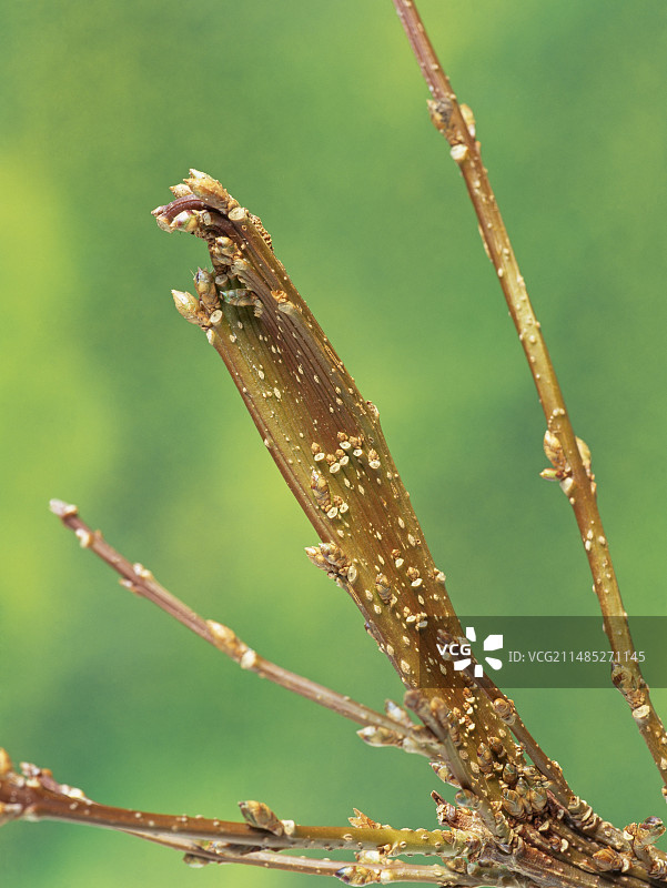 金钟花畸变现象图片素材