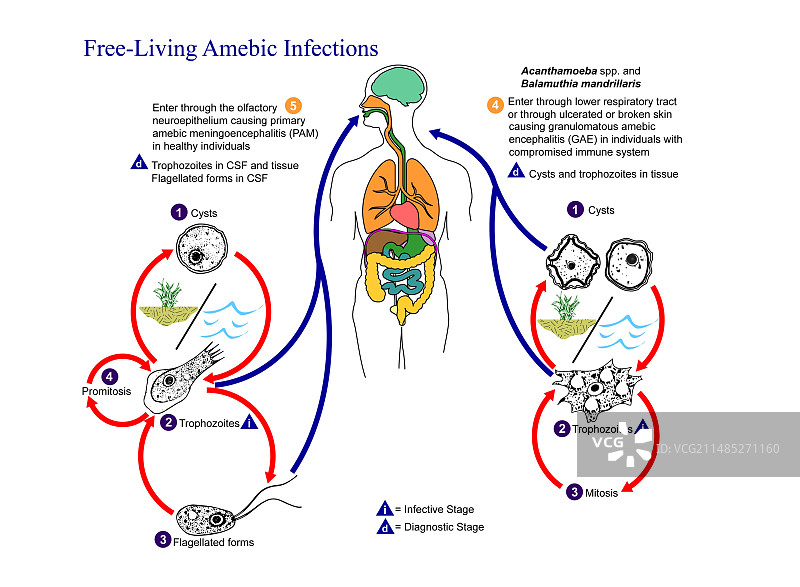 自由生活变形虫生命周期图片素材