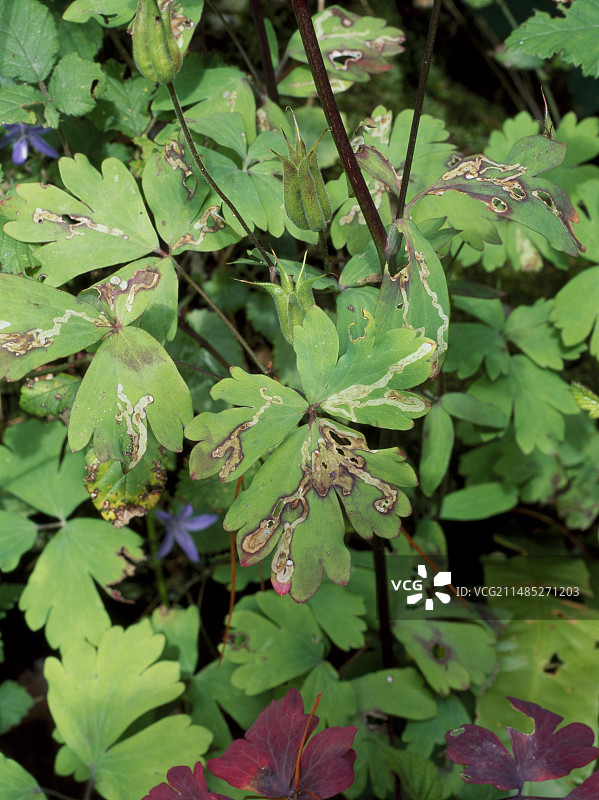 叶矿工在Aquilegia图片素材