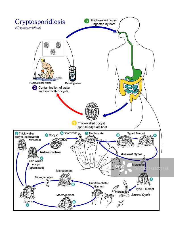 隐孢子虫寄生虫生命周期图片素材