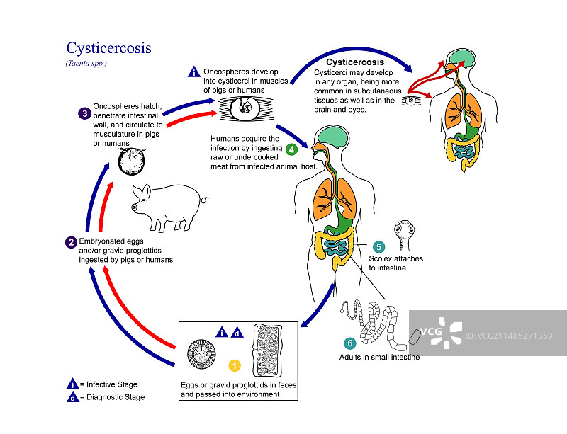 猪肉绦虫生活周期图片素材