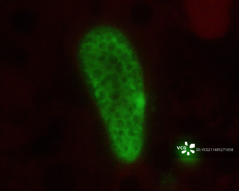疟疾疫苗研究图片素材