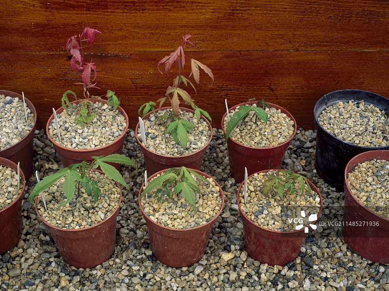 温床中生长的枫树幼苗图片素材