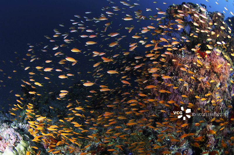 礁石上的琴尾燕鱼图片素材