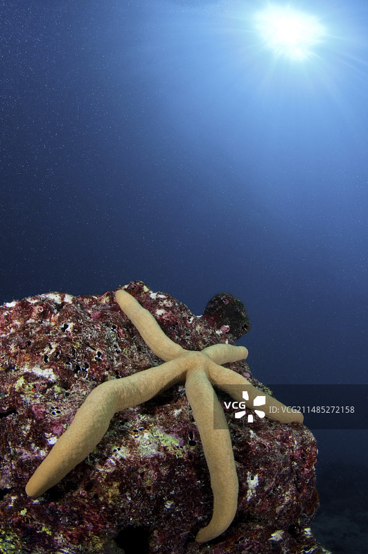 蓝色海星图片素材
