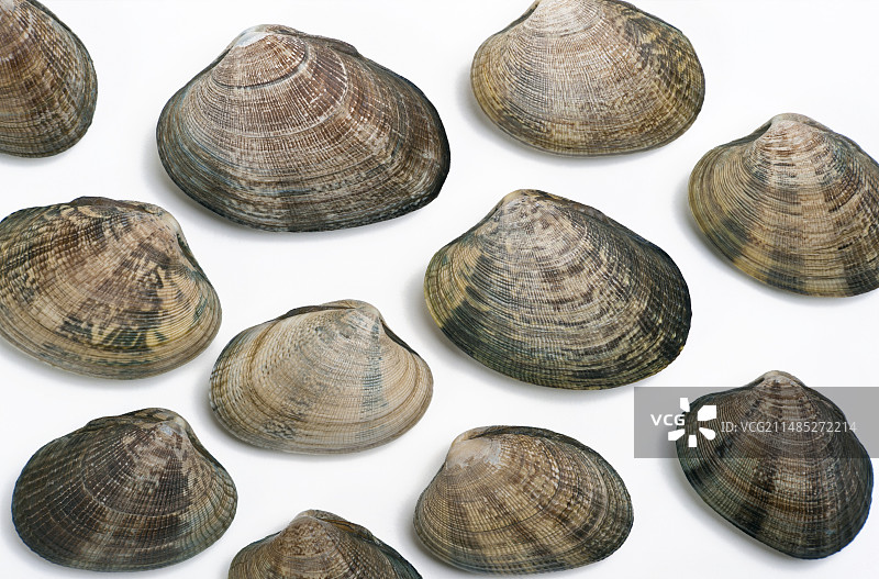 马尼拉蛤蜊图片素材