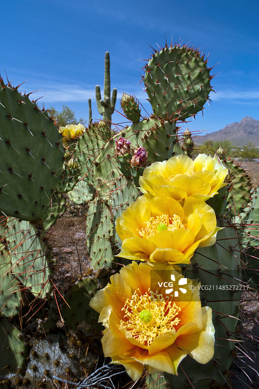 仙人掌果花朵图片素材