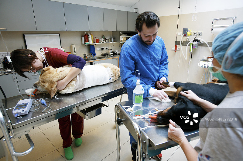 兽医外科图片素材