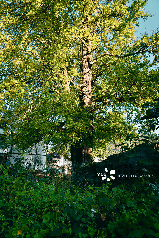 高坡千年古银杏图片素材