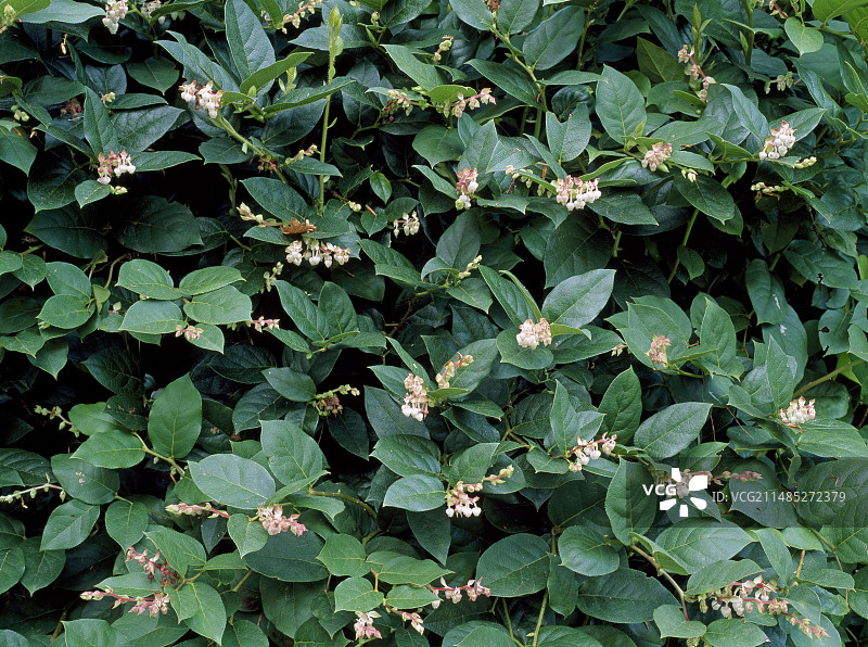 沙隆白珠树图片素材