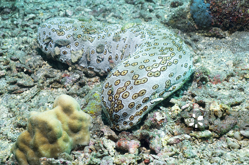豹纹海参图片素材