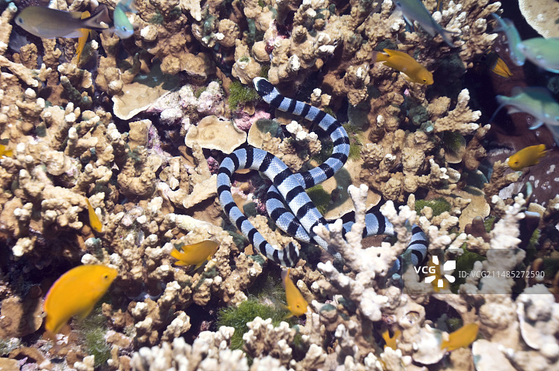 带状海蛇图片素材