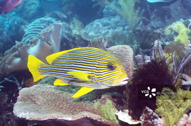 黄带石鲈图片素材