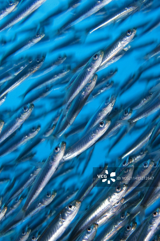 细长的银汉鱼图片素材