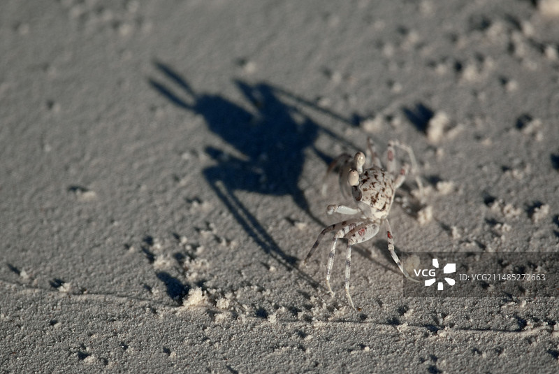 沙滩上的小螃蟹图片素材