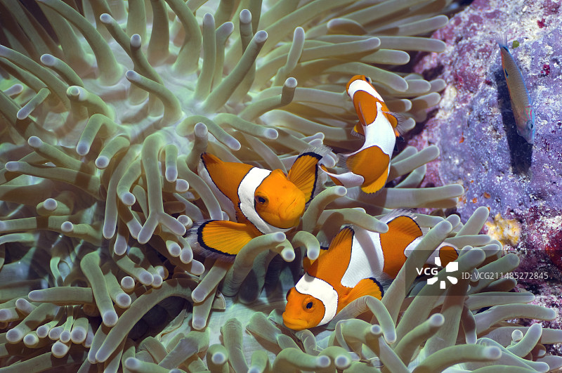 海葵中的海葵鱼图片素材