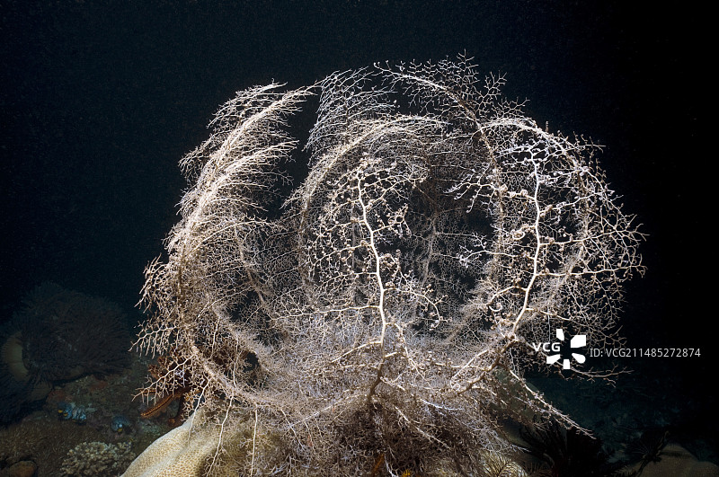 篮子星图片素材