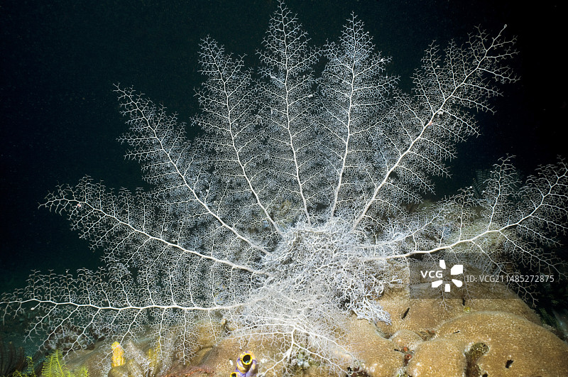 篮子星图片素材