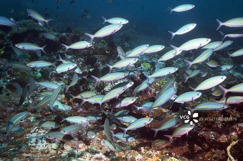 蓝纹姬鲷图片素材