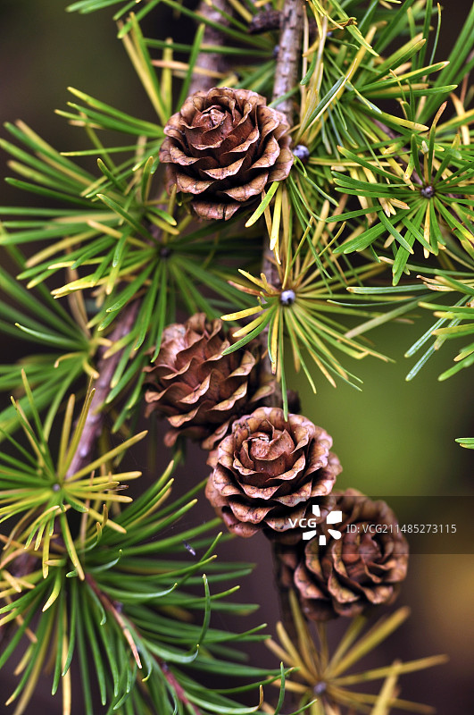 欧洲落叶松球果图片素材