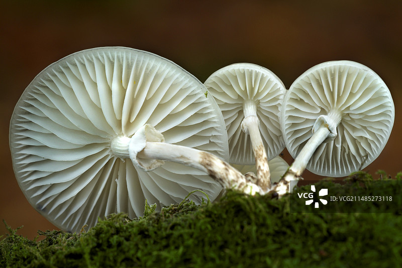 瓷蘑菇图片素材
