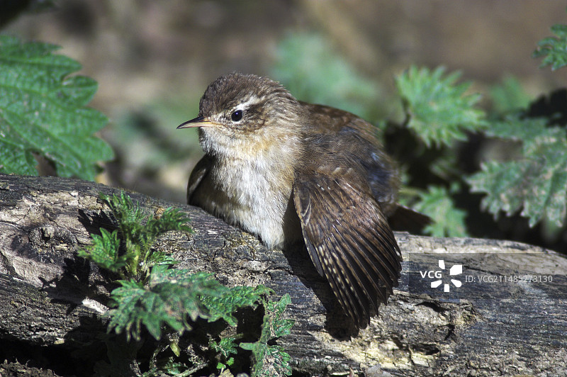 鹪鹩日光浴图片素材