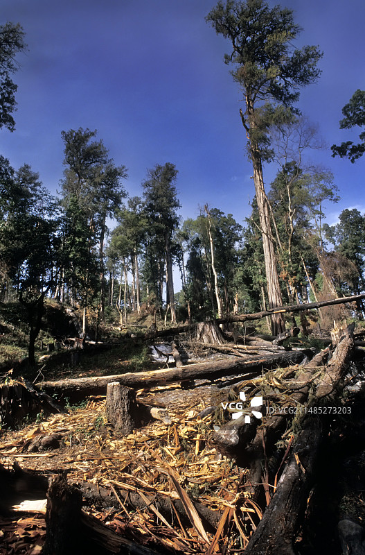埃塞俄比亚的森林砍伐图片素材