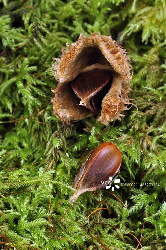 山毛榉坚果图片素材