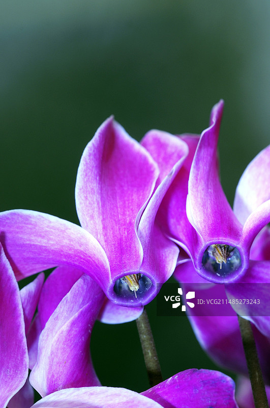 仙客来花朵图片素材