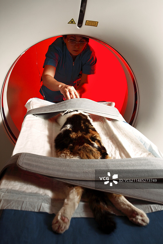 兽医CT扫描图片素材